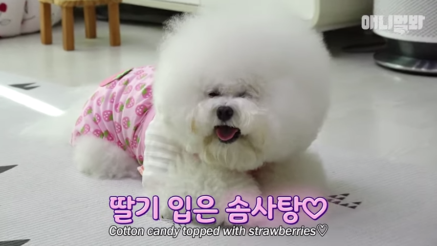 犬の名前の参考に 韓国のかわいいペット カリーノ ペット